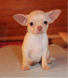 Chihuahua puppies ready for love home